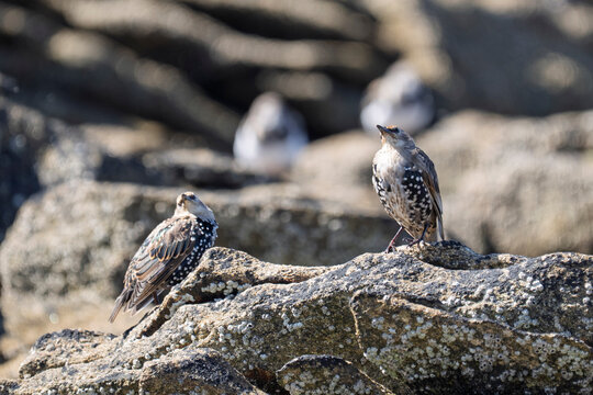 Les oiseaux Bretons