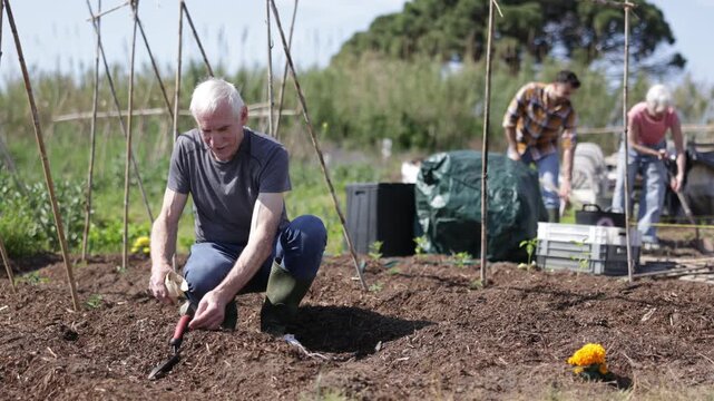 Elderly male farmer carefully placing seeds into soil rows during planting season outdoors on agricultural field