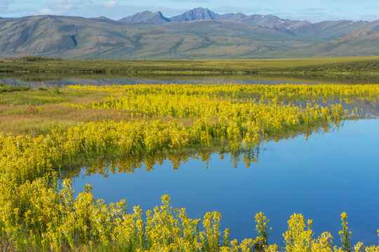Lake in tundra