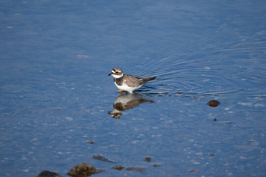 Les oiseaux Bretons