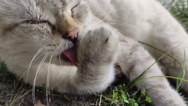 A portrait of a lazy cat in nature. The cat is lying on the grass, washing and licking its paws.
