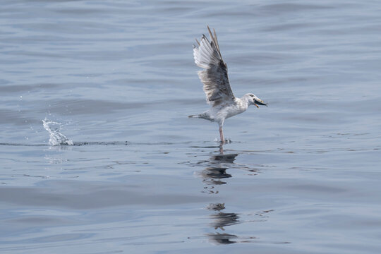 Les oiseaux Bretons