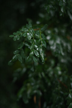 Leaves with water droplets on a dark background in a natural setting during rainy weather