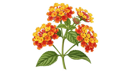 Fototapeta premium Lantana Camara Flower Clusters with Green Leaves Isolated on White