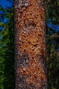 Resin dripping on pine tree bark in forest sunlight