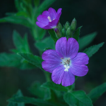 
WILDFLOWERS - Smallflower hairy willowherb blooming in the meadow