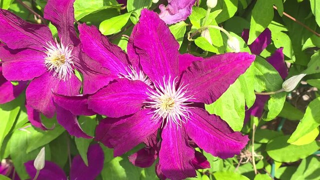 Bright pink clematis flowers in a garden during a sunny day