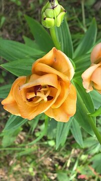 Orange flower blooms in garden during summer months in bright sunlight