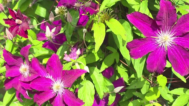 Flowers bloom in garden on a sunny day showing bright colors and fresh leaves