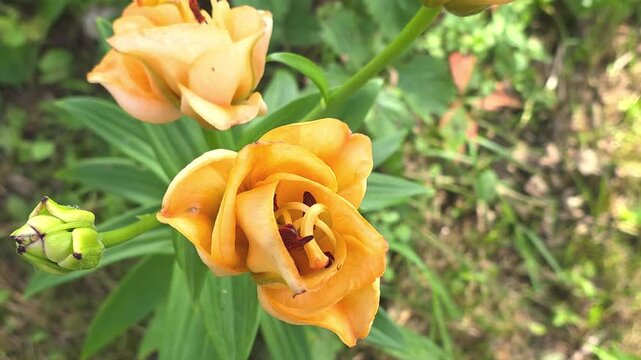 Close up view of orange flowers in a garden during the afternoon