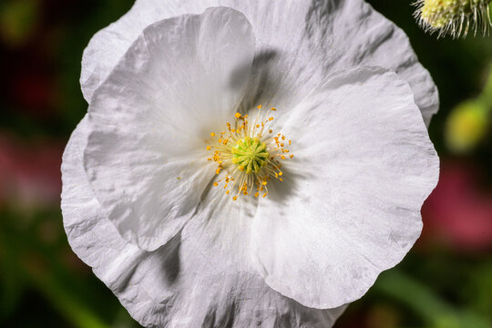White corn poppy Papaver rhoeas blossom glowing in bright summer garden.