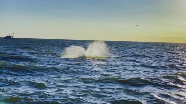 waves on the seaDolphins Jumping in Ocean with Boats and Sunset Sun Over Seadolphin, dolphins, jumping, ocean, sea, water, blue ocean, waves, sunset, sunrise, sun, golden hour, boat, fishing boat, mar