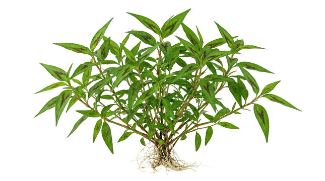 Vietnamese coriander plant with roots, fresh Persicaria odorata herb on white background, organic laksa leaf for culinary use