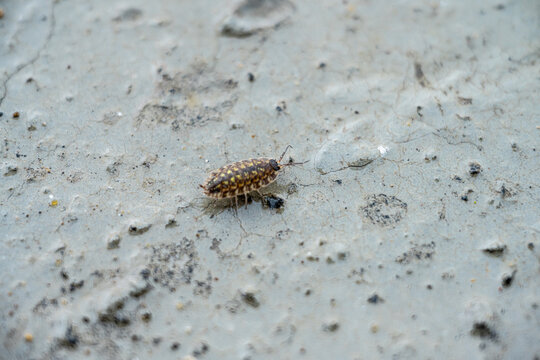 Common woodlouse Armadillidium vulgare crawling on rough concrete surface.
