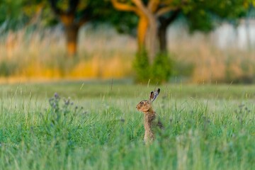 A european hare sits in the grass in the beautiful evening light.  Lepus europaeus. Closeup portrait of a wild hare. © Monikasurzin