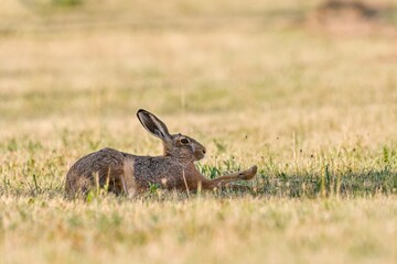 A european hare is resting on a field.  Lepus europaeus. Closeup portrait of a wild hare. © Monikasurzin