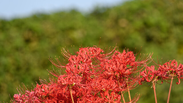 Close Up of Red Spider Lilies Blooming in Autumn Garden with Soft Sunlight and Copy Space for Text