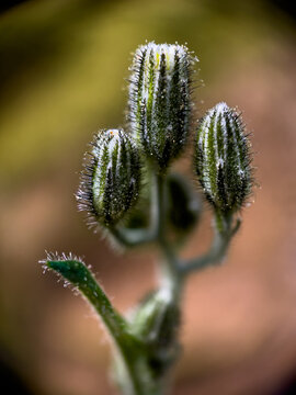 Gros plan macro de boutons floraux velus