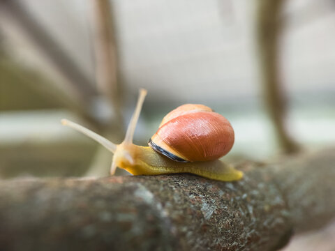 Gros plan d'un petit escargot des bois