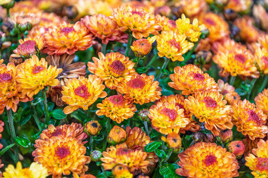 Close Up of Vivid Orange and Yellow Spray Chrysanthemum Flowers Blooming in Autumn Garden Background