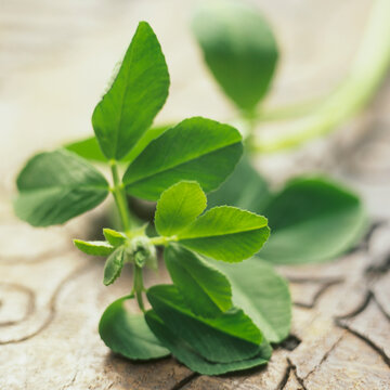 Fresh fenugreek