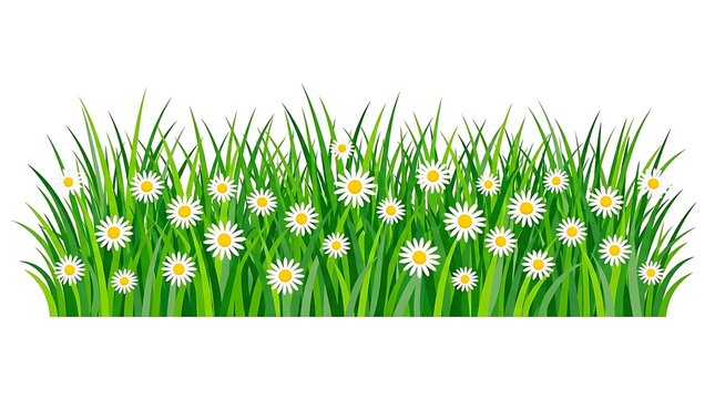Green grass and white daisy flowers border illustration for spring nature background garden banner design element decor