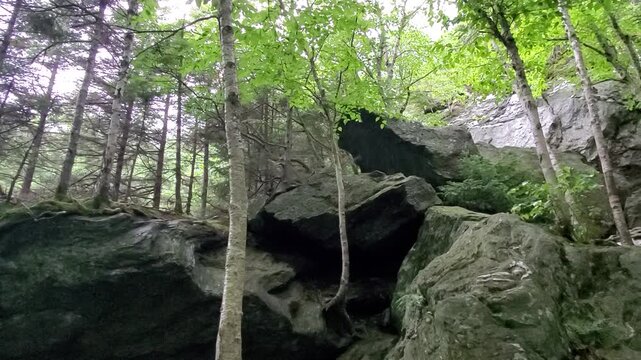 Rocks and tree at forest. Wilderness landscape forest with birch and pine trees and moss on boulders wild scenery. Old crumbling rock with tree&rsquo;s roots on the top of them.