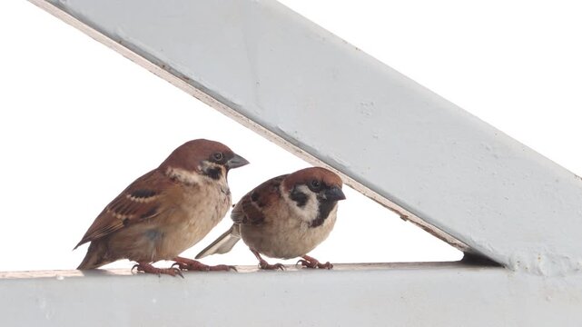 A two sparrows sit together on the frame of a roof structure and observe their surroundings
