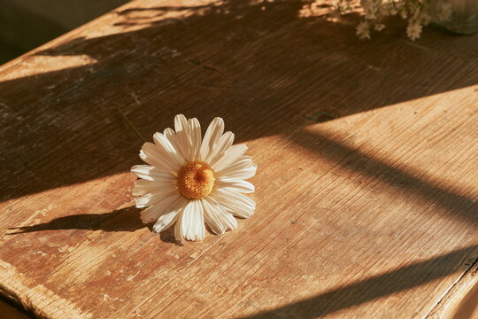 A white daisy rests on a warm wood deck in soft sun, a simple spring bloom with calm light, fresh air, and a quiet slow-life mood for a calm day ahead