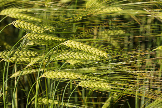 Ears of barley