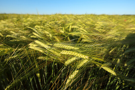 A field of barley