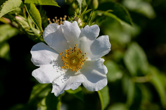 Weisse Wildrose