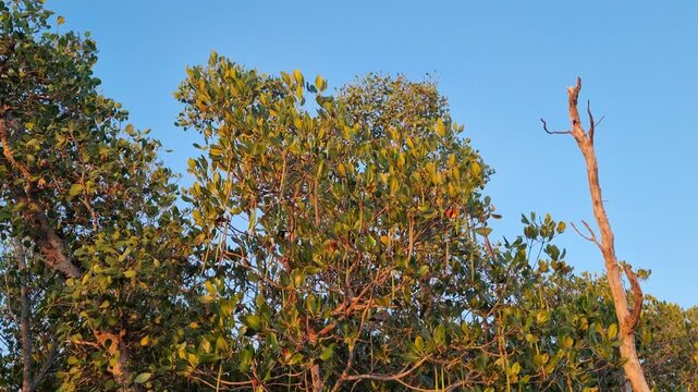 Lush Mangrove Tree Canopy with Propagules in Golden Hour Sunlight Against Clear Blue Sky