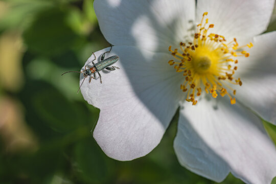 Macro - Rothalsiger Steinbockk&auml;fer