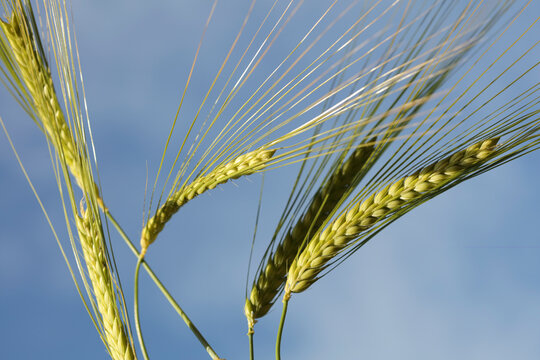 Ears of barley