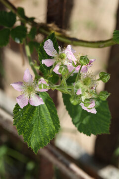 Blackberry blossoms