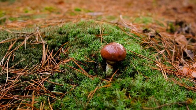 Mushroom picking in the forest. Selective focus.