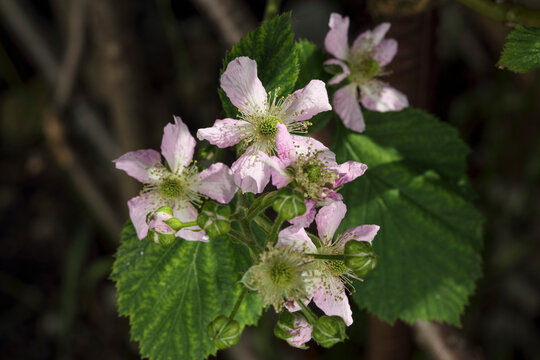 Blackberry flowers