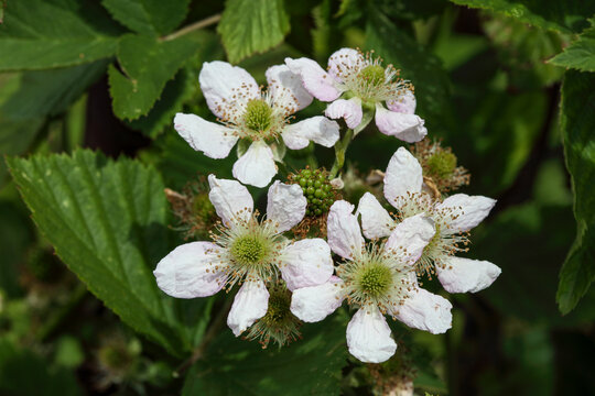 Blackberry flowers