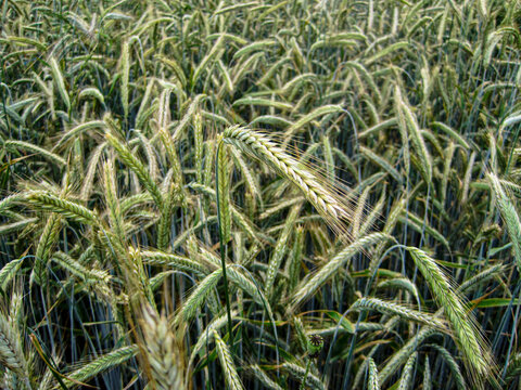Rye field