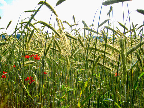 Rye field