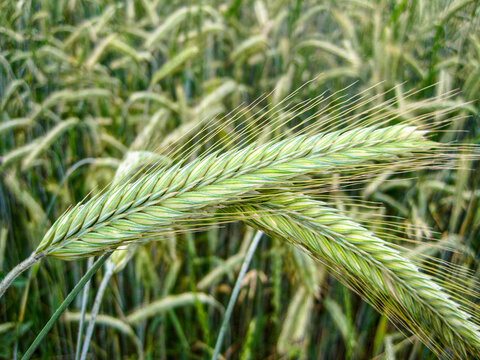 Ears of rye