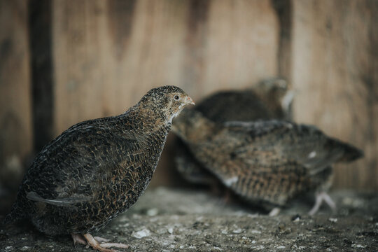 Brown quail bird standing on a stone surface with blurred background of other quails and wooden wall in a rustic farm setting