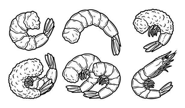 Hand drawn fried shrimp seafood outline vector coloring illustration