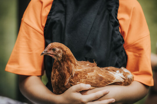 Child in orange shirt holds a brown chicken close to their chest, showcasing the bird's feathers and details in a natural outdoor setting