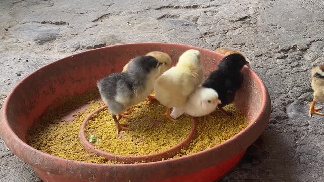 Baby Chicks Feeding Together