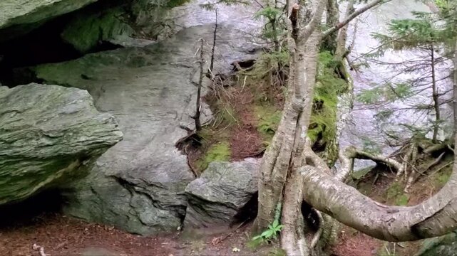 Rocks and tree at forest. Wilderness landscape forest with birch and pine trees and moss on boulders wild scenery. Old crumbling rock with tree trunks.