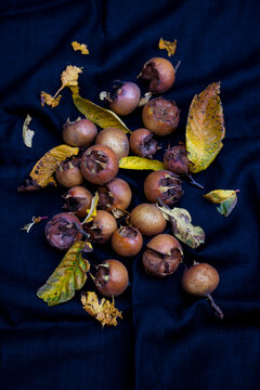 Medlars (Mespilus germanica)
