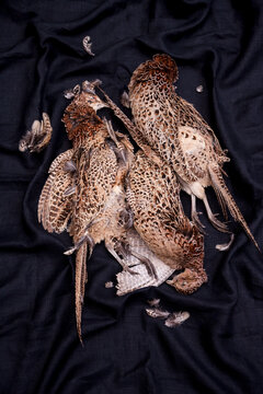 Pheasants