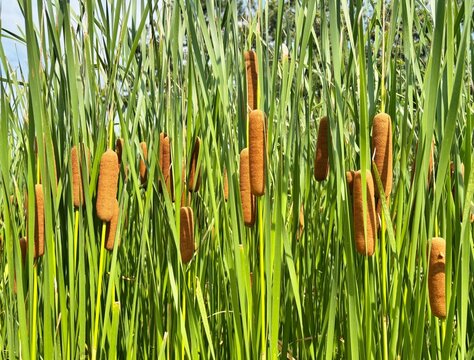 Marshland cattail plants with brown seed heads and green leaves